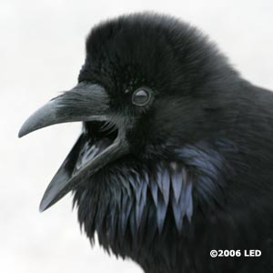 Zy the Raven